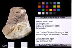 Foto (Objket + Etiketten) von Cracensigillatus sp. 